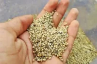 Benefits Of Millet Grain