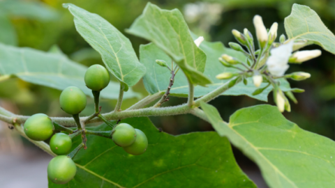 Turkey Berry Benefits