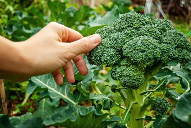 Benefits Of Brocoli